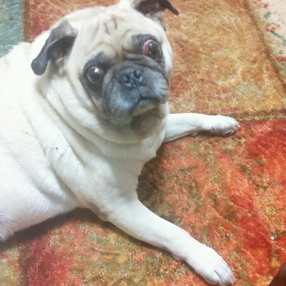 Meet your Posher, Penny