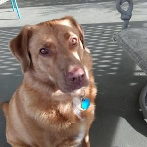 Meet your Posher, Bonnie