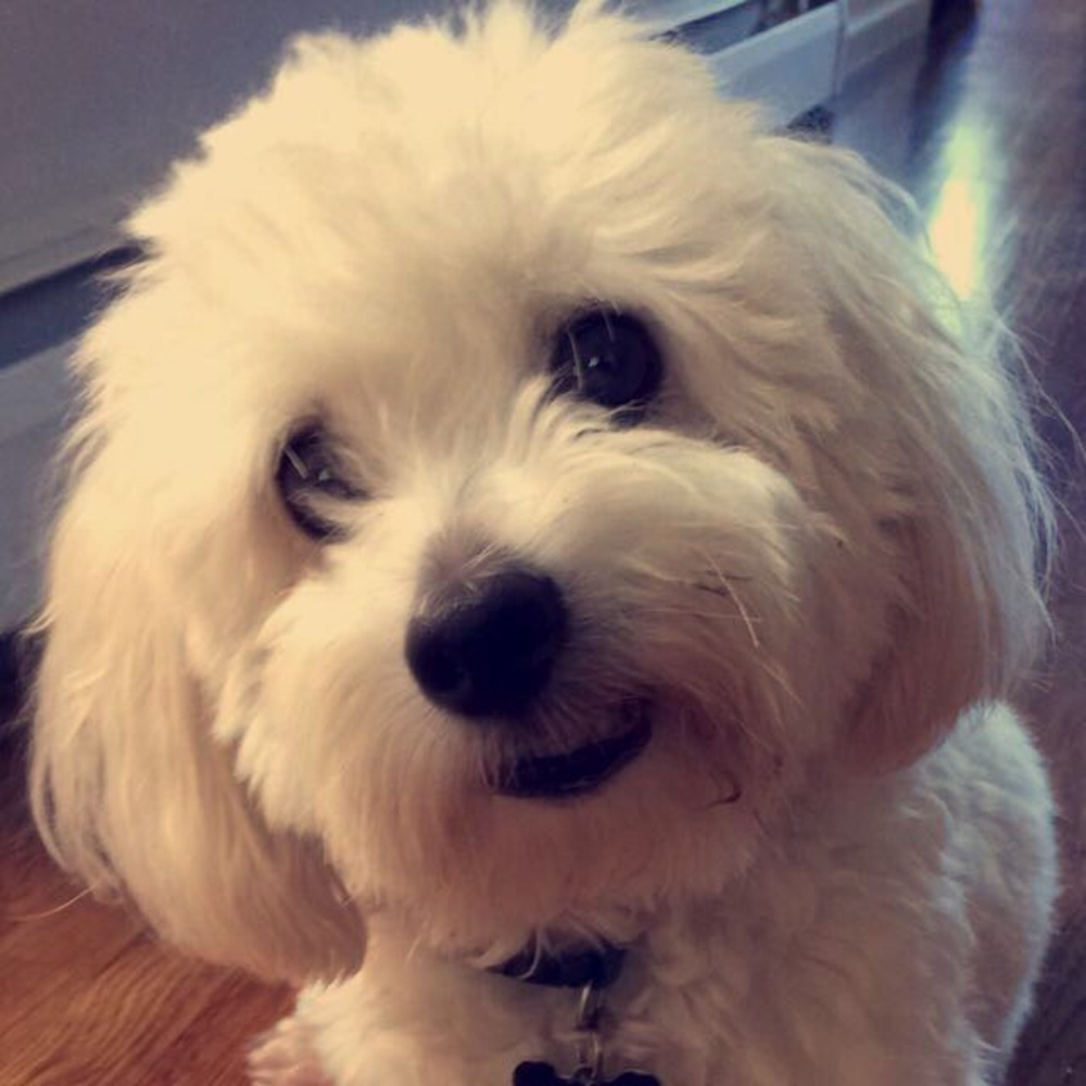 Meet your Posher, Brandon