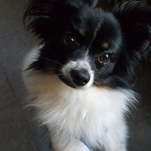 Meet your Posher, Dorrie