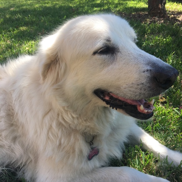 Meet your Posher, LC - Picture 2 of 14