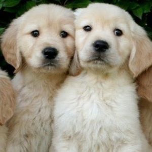 Meet your Posher, Bridget