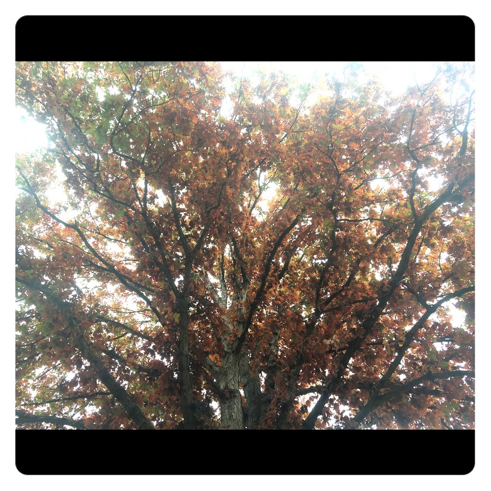 30% off bundles of 2 or more!! 🍁☕