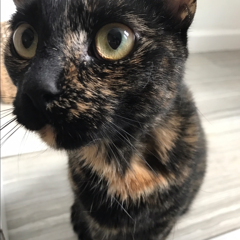 Meet your Posher, Eva