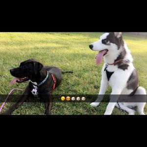 Meet your Posher, Angelica