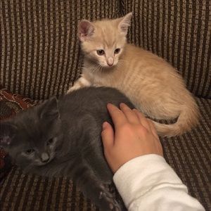 Meet your Posher, Mackenzie