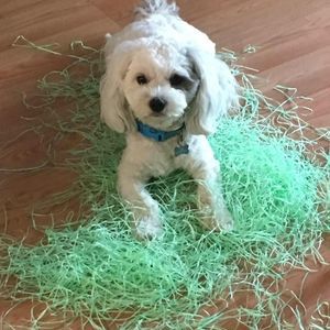 Meet your Posher, Grace