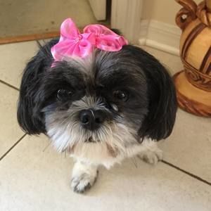 Meet your Posher, Molly