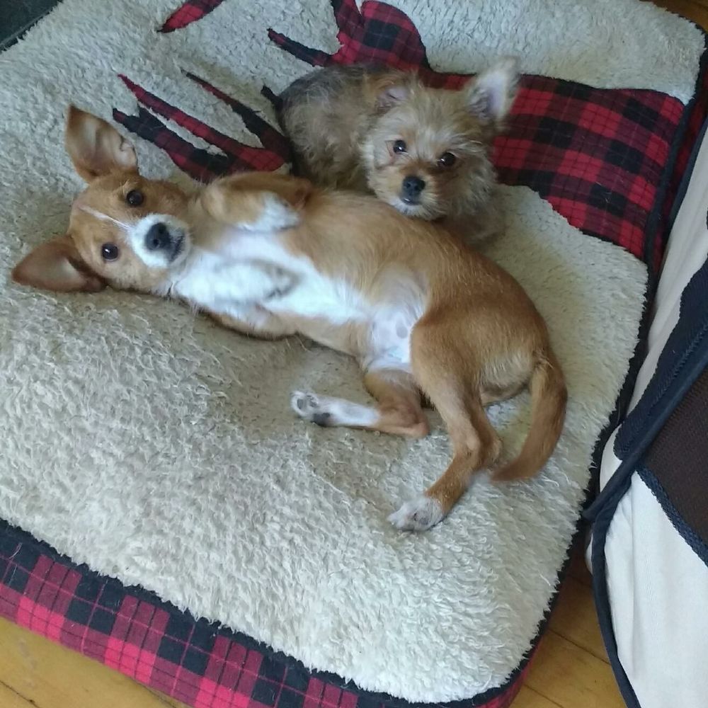 Meet your Posher, Jennifer