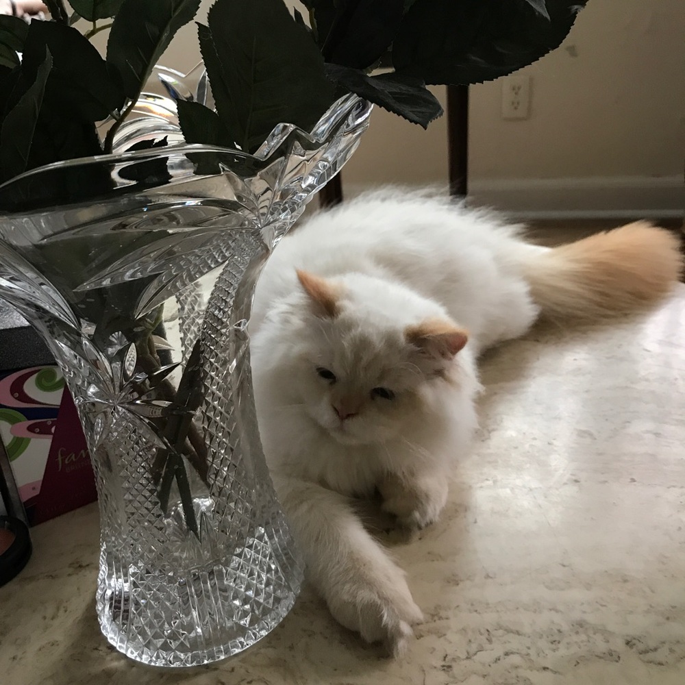 Bundle for Zions Mom