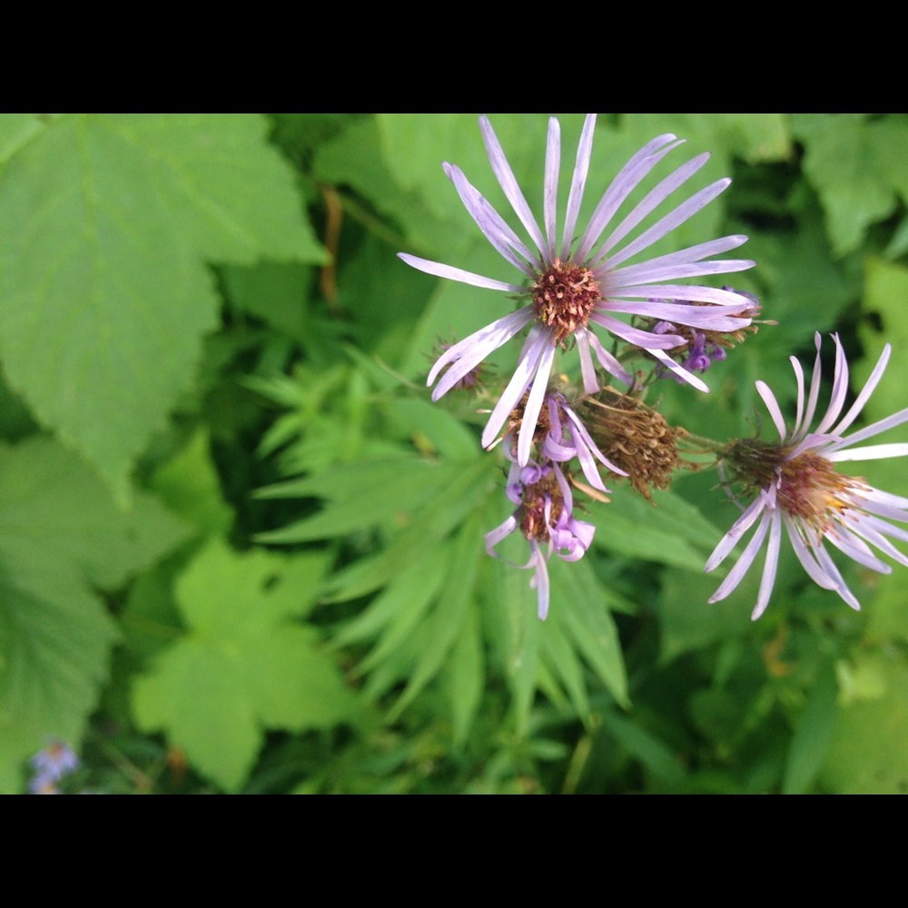 Meet your Posher, Mitra