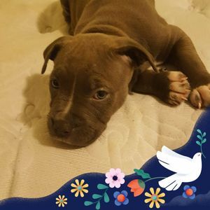 Meet your Posher, Leslie