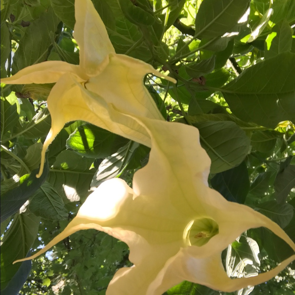 Meet your Posher, Anne