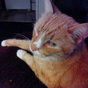 Meet your Posher, Laurie