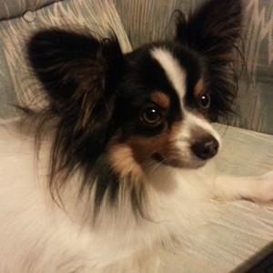 Meet your Posher, Gizzmo