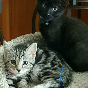 Meet your Posher, Pat