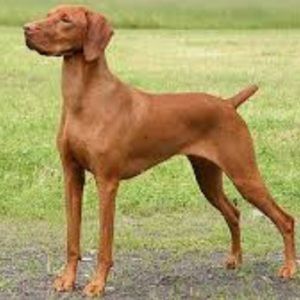 Meet your Posher, Martina