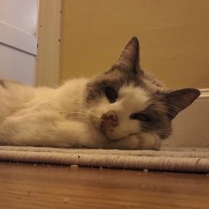 Meet your Posher, Blythe