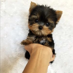 Meet your Posher, Marissa