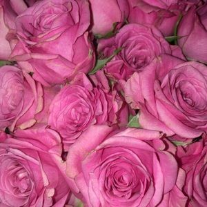 Meet your Posher, Brynn