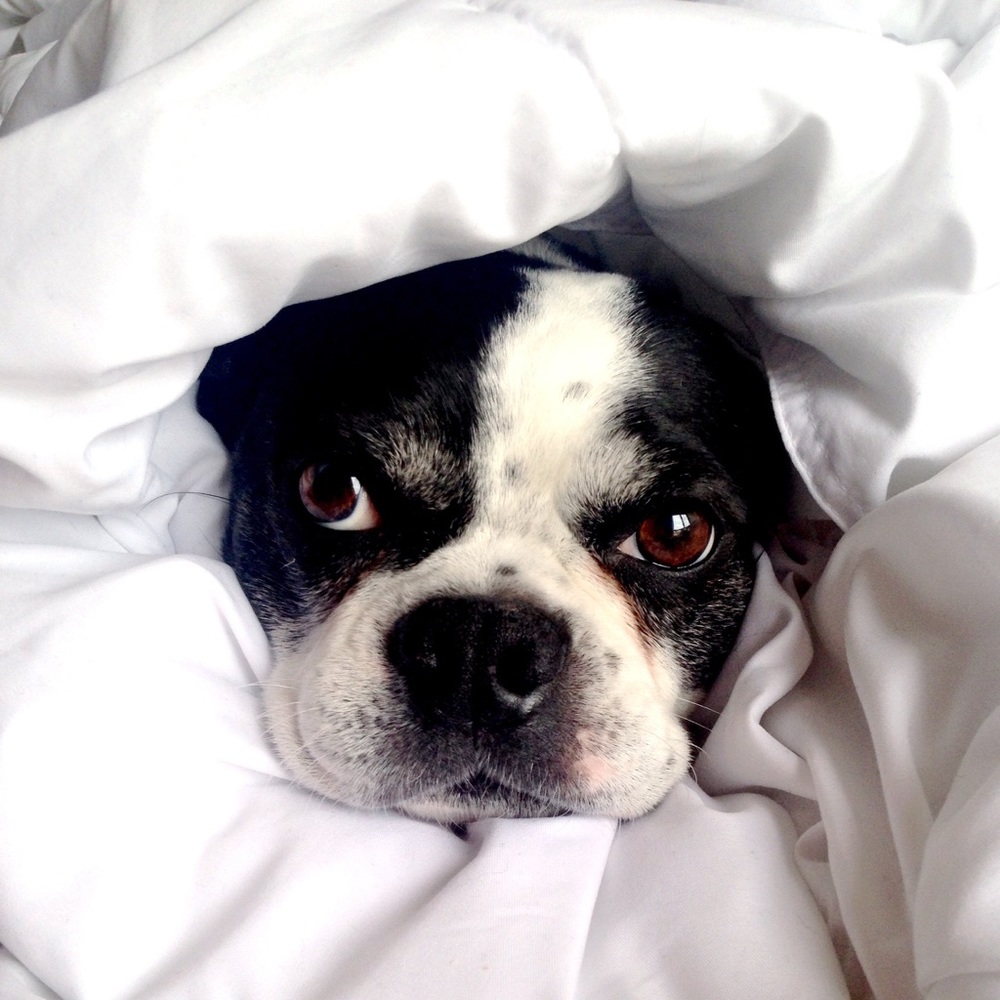 Most Adorable Puppy Ever