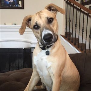 We are a pet friendly home