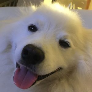 Meet your Posher, James