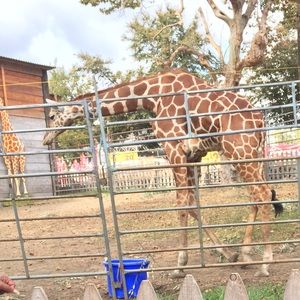 Meet your Posher, Joey