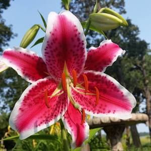 Meet your Posher, Bonnie