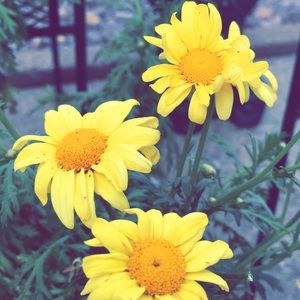 Meet your Posher, Miranda