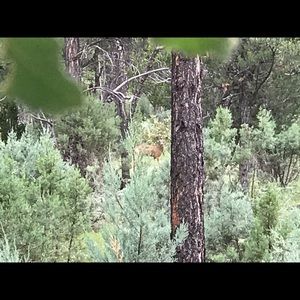 Meet your Posher, Joelayne