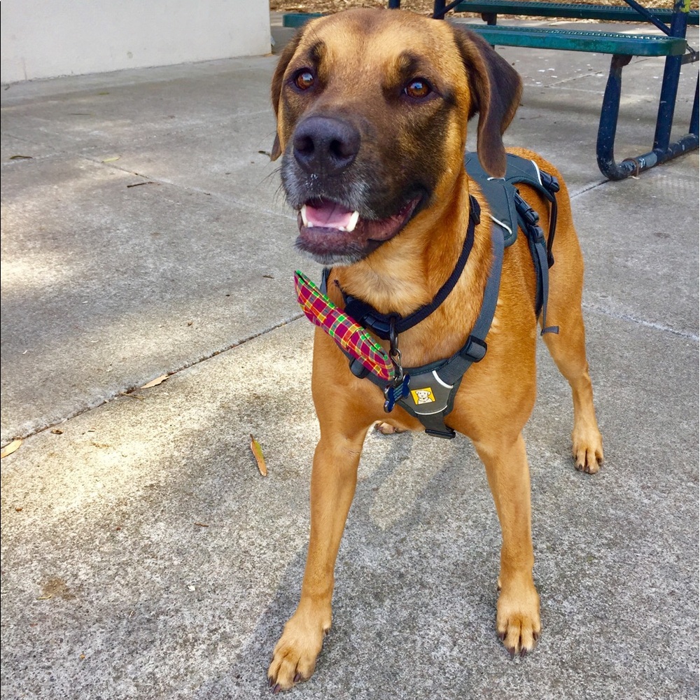 Meet your Posher, Gussa