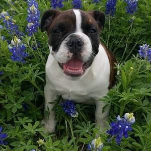 Meet your Posher, Cherry