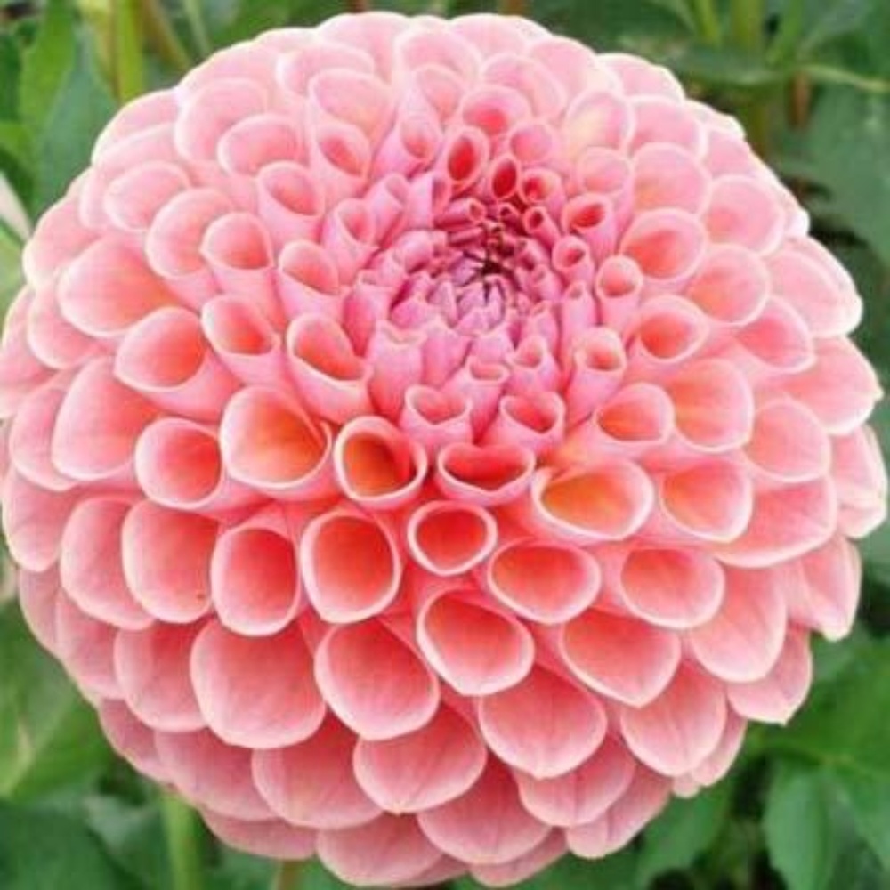 Meet your Posher, Corey