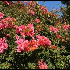 Meet your Posher, Julia