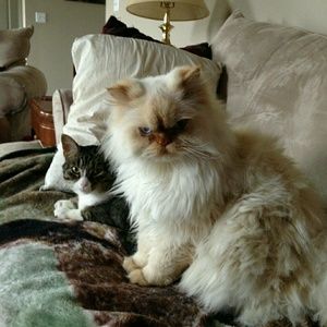 Meet your Posher, Noelle