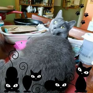 Meet your Posher, Robin