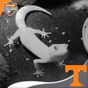 Meet your Posher, Peggy