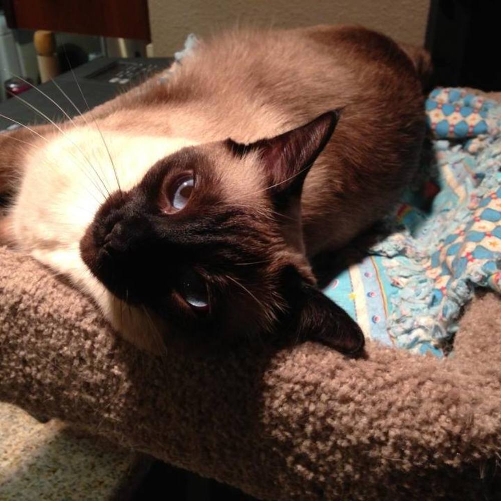 Meet your Posher, Dana