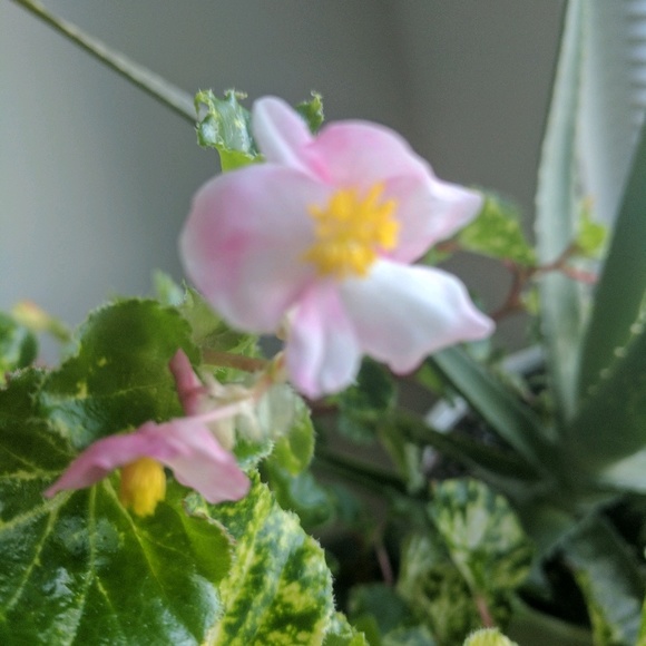 Meet your Posher, Rachael - Picture 1 of 1