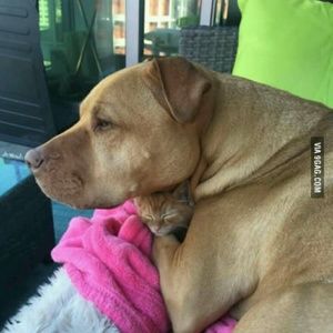 Meet your Posher, Ellen