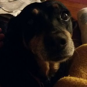 Meet your Posher, Tara