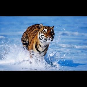 Meet your Posher, Trang