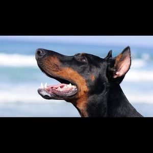 Meet your Posher, Callie