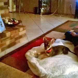 Meet your Posher, Shelly