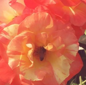 Meet your Posher, Alexia