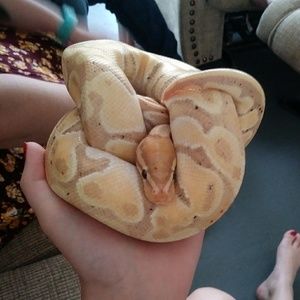 Meet your Posher, Madison