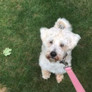 Meet your Posher, Owen