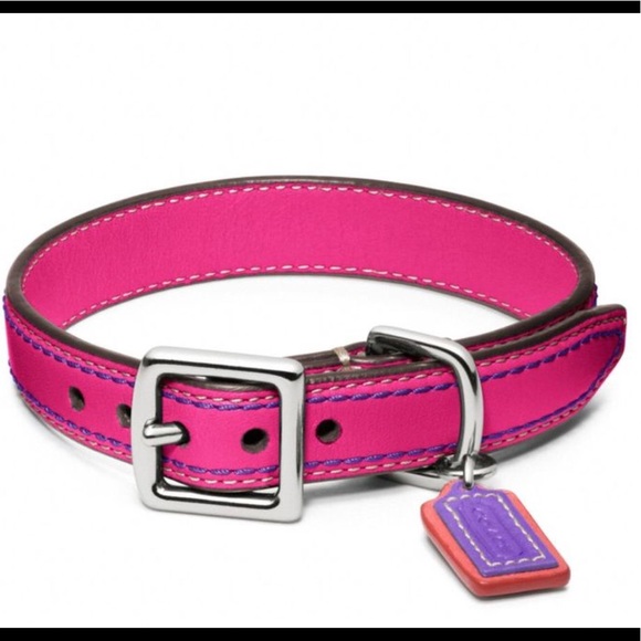 coach dog collar large