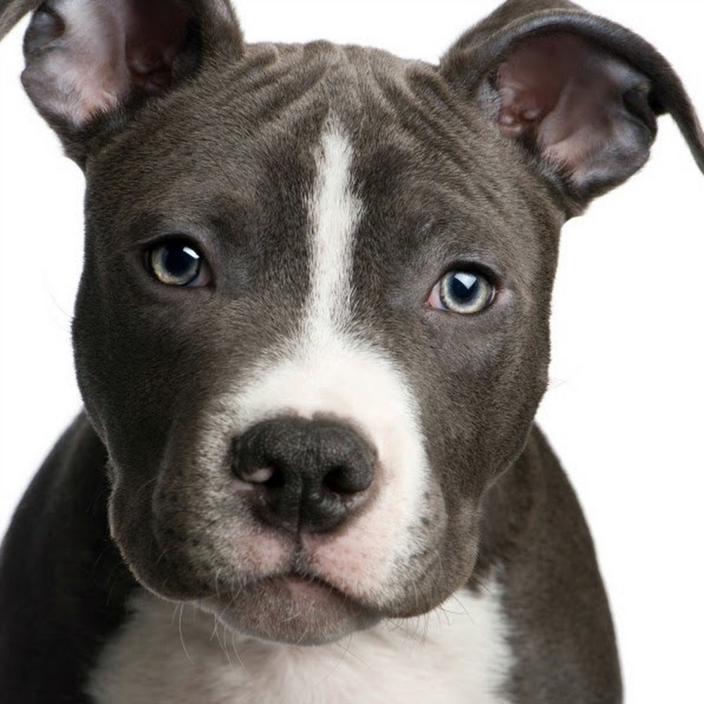 Meet your Posher, Leila